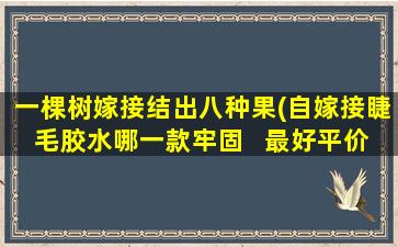 一棵树嫁接结出八种果(自嫁接睫毛胶水哪一款牢固   最好平价一点)